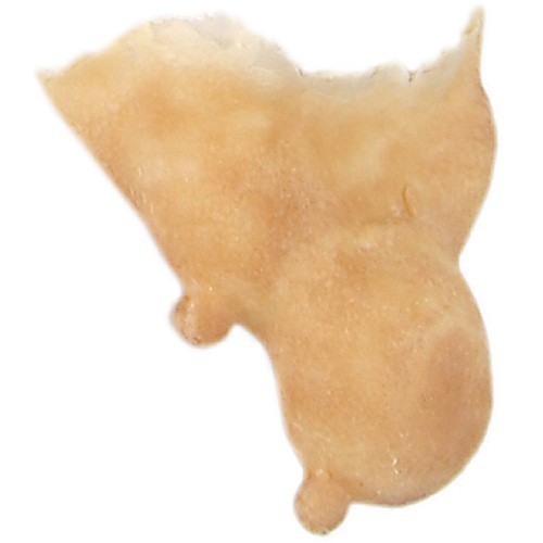 PROTESIS 504 MENTON BRUJA