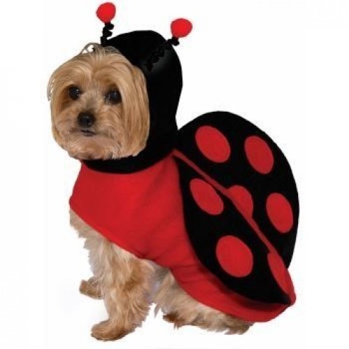  DISFRAZ T-XS MARIQUITA PMASCOTA