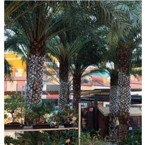 "RED PALMERA 2X1M 98LED 24V BLANCO CALID