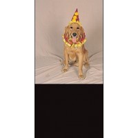 SET SOMBRERO COLLAR MASCOTA MOD. SURT