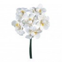   RAMO 6/U ORQUIDEA BEIG