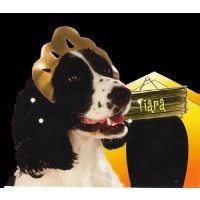 TIARA T-M/L MASCOTA ORO