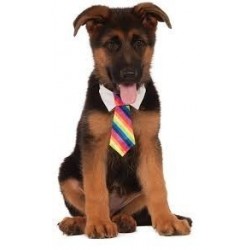  DISFRAZ MASCOTA T-ML ARCOIRIS